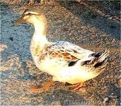 Drake in Eclipse Molt